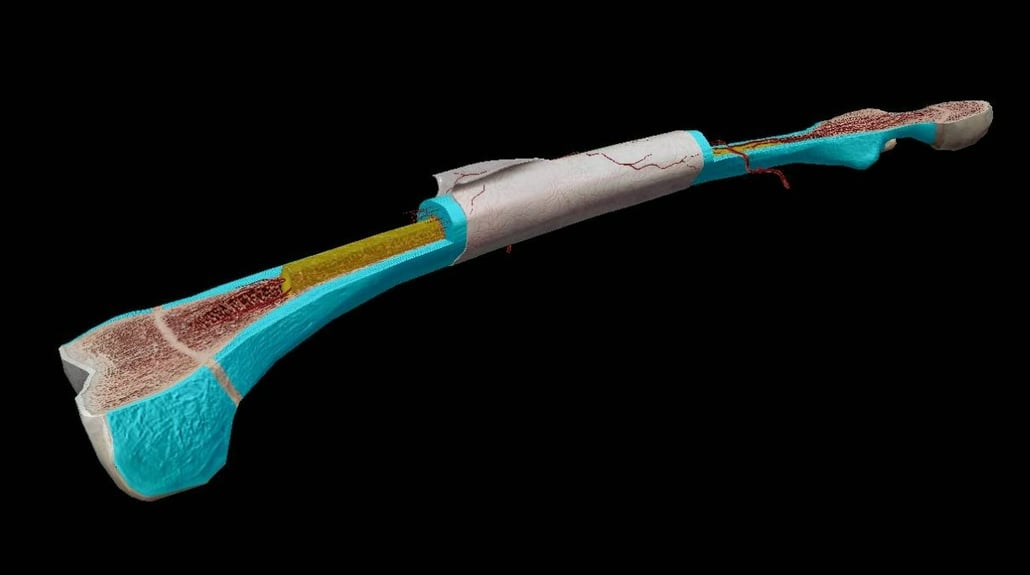 Osteon Powers A Dive into Compact Bone’s Functional and Structural Unit